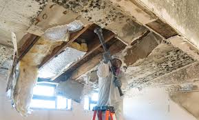 Best Residential Mold Inspection & Testing in Walford, IA